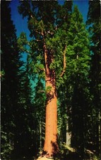 General Sherman Tree In Giant Forest, Sequoia National Park, California Postcard