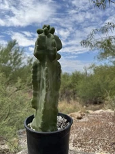 Totem Pole Cactus, schottii f. monstrosus 