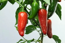 200+ EARLY Jalapeno Pepper Chille Seeds -- HEIRLOOM -- NON GMO --- FRESH