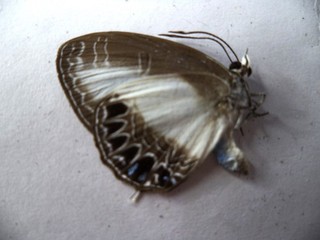 UNMOUNTED BUTTERFLY JAMIDES EUCHYLAS 1 PC