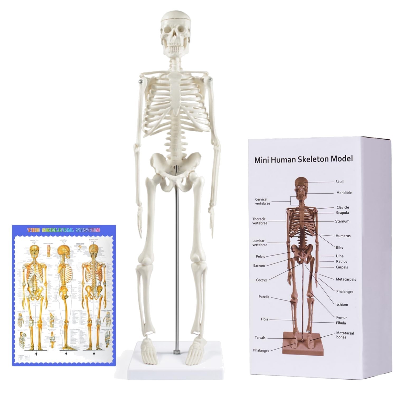 Menschliches Skelett Modell für Anatomie, 45 cm großes kleines menschliches S...