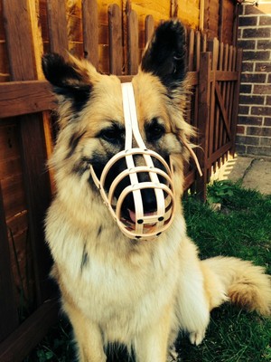 baskerville muzzle for german shepherd