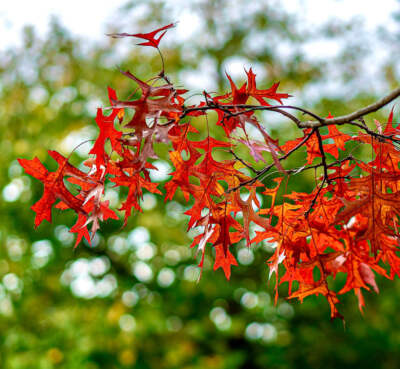 Quercus rubra 15-20cm | Northern red oak | Red oak - Red Oak | Northern Red Oak