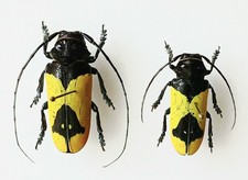 Phosphorus Virescens Yellow Pair Longhorn Beetles Set x2 (A1) With Data#D11.