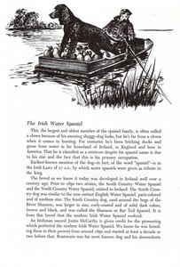 Irish Water Spaniel - 1964 Vintage Dog Art Print by Raymond Pease