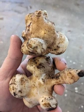 1 lb of Sunchokes/jerusalem artichoke tubers