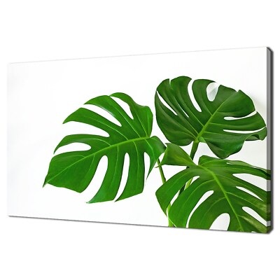Schönes grünes Monstera Blätter Minimalismus modernes Design Leinwandbild Wandbild