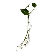 Photos Starter Live House Plants Rooted