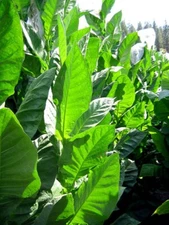 1000 Corojo 99 Tobacco Seeds ~ Wrapper Leaf Heirloom Non-GMO Nicotiana Tabacum