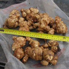 Jerusalem Artichoke Tubers for planting or eating. approx. 1.5kg.