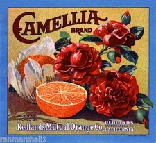 Redlands Camellia Version #6 Orange Citrus Fruit Crate Label Art Print