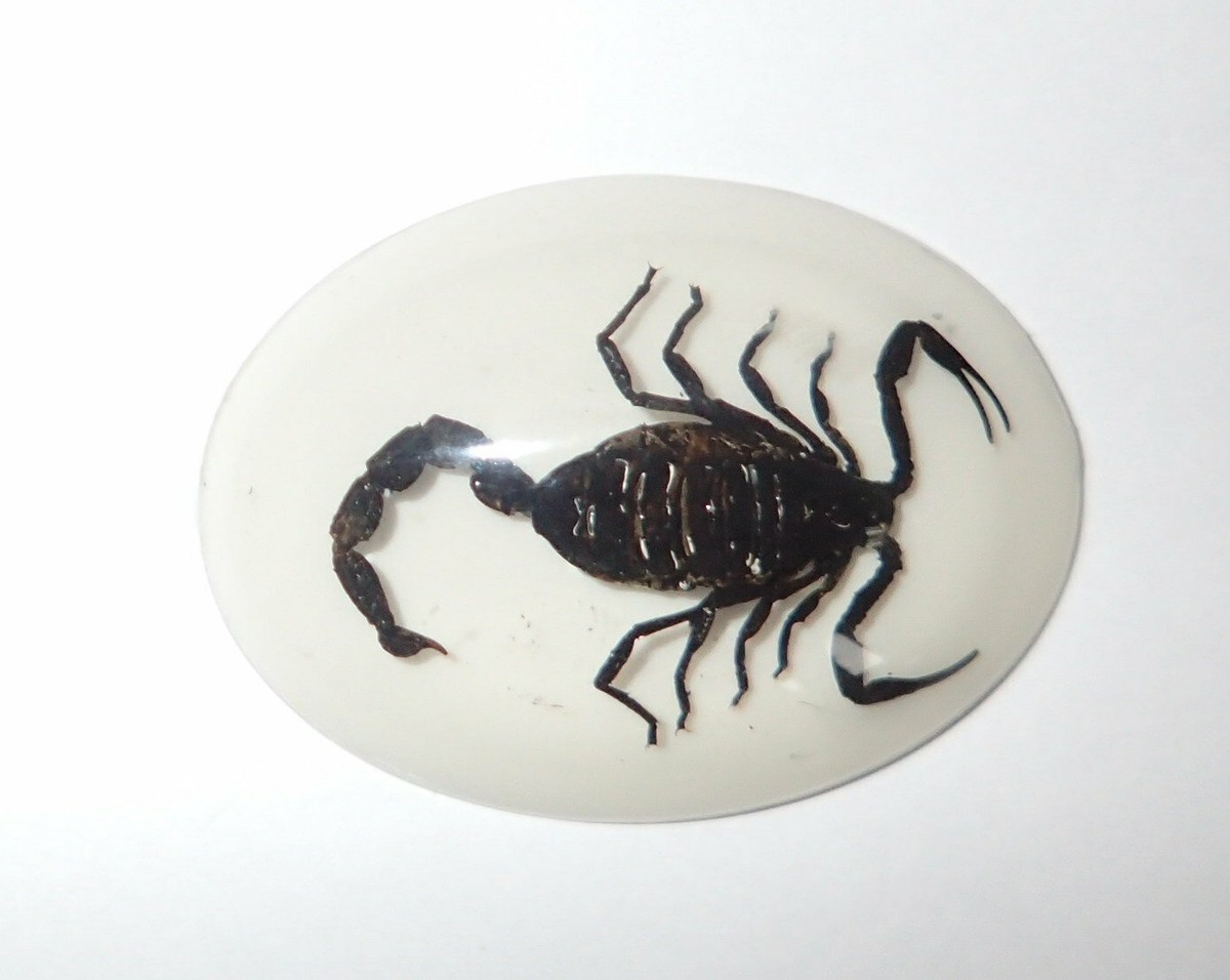 Insect Cabochon Black Scorpion Specimen Oval 30x40 mm on