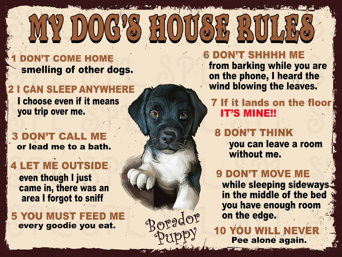 canine how to get my dog to lay with me