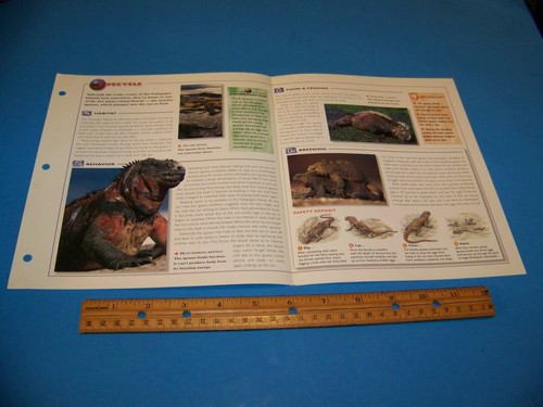 Marine Iguana Photo / Information Page Wildlife Explorer 1998 - Picture 2 of 3