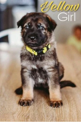 German Shepherd In Queensland Dogs Puppies Gumtree Australia Free Local Classifieds