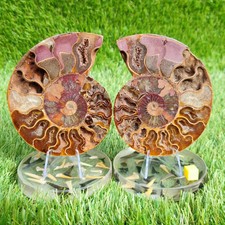 Polished Madagascar ammonite fossil pair large