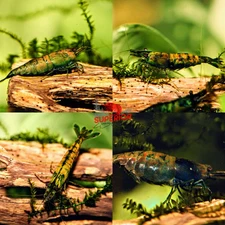 NEW 10+2 Green Cantaloupe Shrimp Freshwater Neocaridina Aquarium Live Guarantee