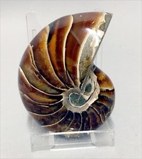 Wirklich attraktives poliertes Nautilus Fossil aus der Jurazeit. Madagaskar