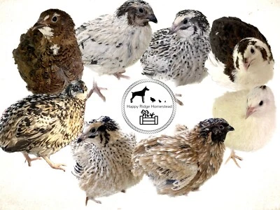 RARE COLOR 120-Breeder's Choice Mix-Coturnix Quail Hatching Eggs-Ships UPS 2nd Day Air