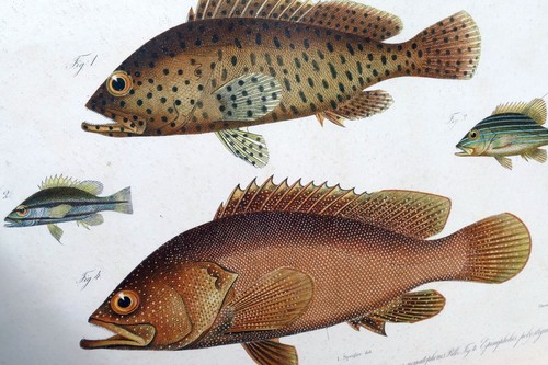 Antique Print Perch fish by Emrik & Binger (1865) chromolithograph print framed