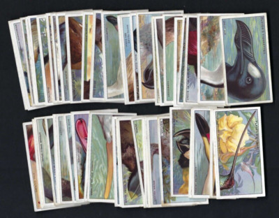 SPIELER - KURIOSE SCHNÄBEL - KOMPLETTES SET MIT 50 KARTEN