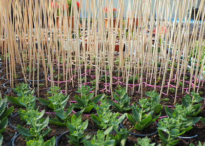 the plant box blumenkasten Plant Box