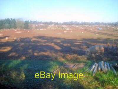 Foto 6x4 Schweinefarm nahe Russell's End - 1 Fairfields Blick nach Norden c2010