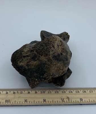 BISON VERTEBRA FOSSIL Holocene Bison Buffalo R2