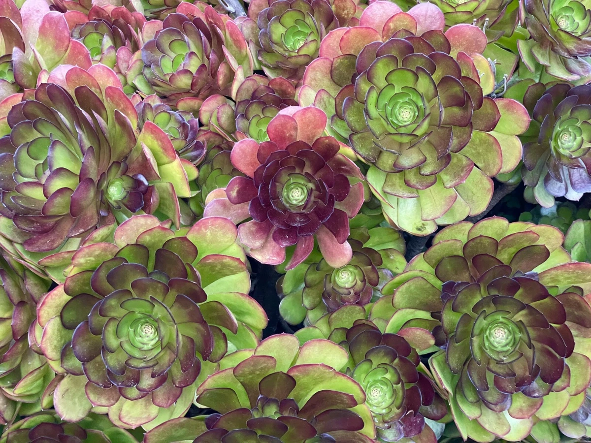 莲花掌开花cactis 、多肉植物| eBay