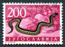 YUGOSLAVIA 1962 200d SG1055 used NG Amphibians Reptiles Adder (Vipera berus) A07
