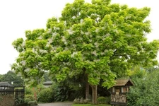 Catalpa Tree Seeds for Planting - 100 Seeds to Grow - Stunning Flowers