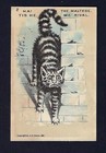 c1880 Stock Victorian Trade Card, #2 Cats, The Maltese Me Rival