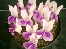 Kaempferia rotunda - Peacock Ginger - 1 Potted rhizome 1ltr