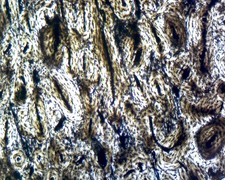 Compact Bone; Ground by Go Science Crazy