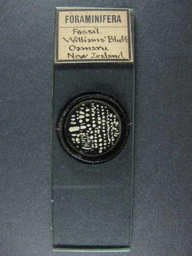 Antique microscope slide. Foraminifera from William's Bluff, Oamaru. N.Z.