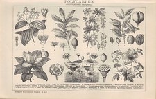 Lithografie 1898 POLYCARPEN. (Dikotyledonen: Choripetalen.) Zimt-Baum Lorbeer  