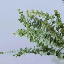 Ramo de 10 hojas de flores secas naturales de eucalipto para decoración del hogar