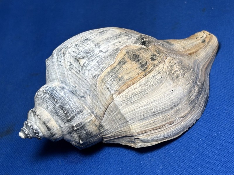 Rare “A” Grade! EXTINCT Nashua Lagoon Pleistocene Era "Brachysycon Willcoxi”
