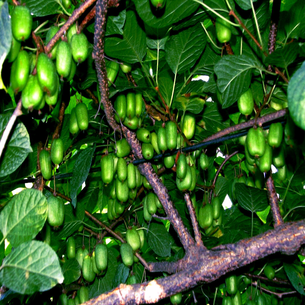 Issai Kiwi Seeds Arctic Grape Berry Superfruit Garden Plant Cold Hardy