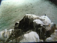 ANTIQUE REAL PHOTOGRAPH PHOTO ANIMAL BIRD MAGIC LANTERN SLIDE STAPLE IS FARNES