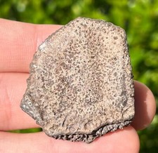 Texas Fossil Giant Armadillo Scute Shell Pleistocene Ice Age Mammal