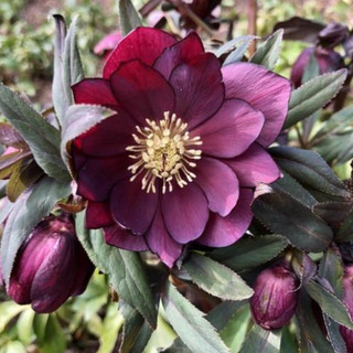 3 PINK Hellebore Bundle Three 3 Year old Plants !
