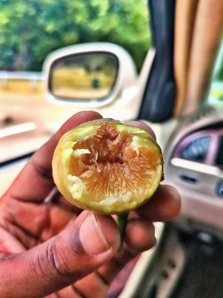 Brown Turkey Fig - (3) Organic, Fully Lignified 6-10 inch cuttings with 3 nodes  - Image 3 of 4