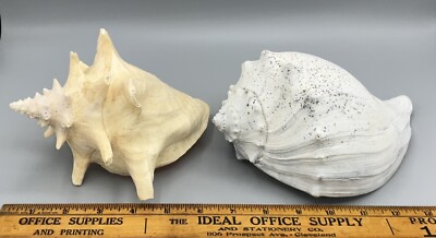 2 Large Natural Conch Shells~7 x6  & 8 x5 .  Decor Aquarium Beach Nautical Pair