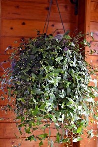 cuttings tradescantia tahitian veil trailing stem attractive bridal