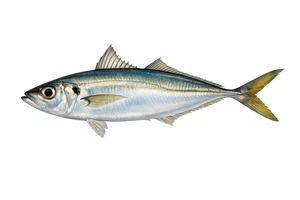 Japanese Horse Mackerel Fish Self Adhesive Vinyl Sticker