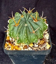 Stenocactus coptonogonus, cactus plants