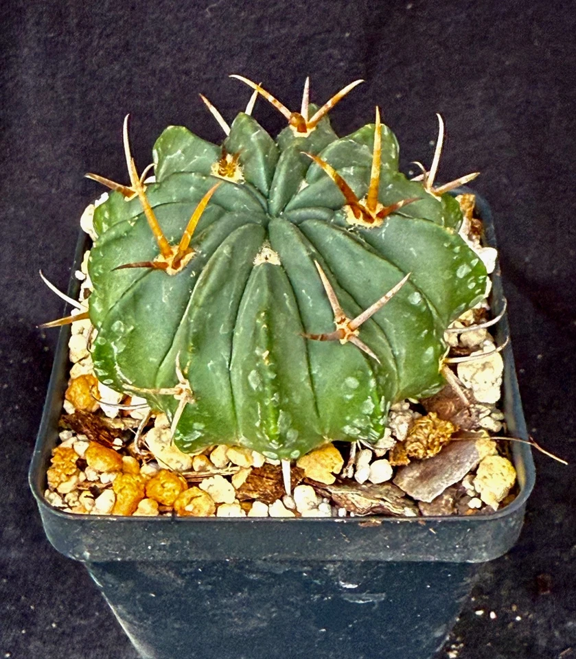 Stenocactus coptonogonus, cactus plants - Image 3 of 4