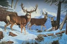 SNOW BASIN MULEYS - Print By Wildlife Artist Tom Mansanarez - Signed & Numbered