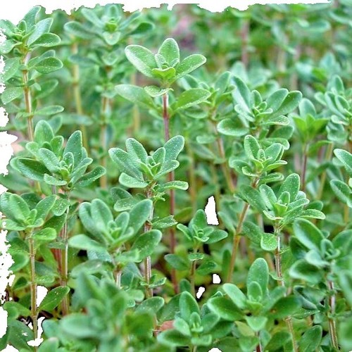 Patio De Losas Con Tomillo Plantas Imponentes Para El Frente De Tu - Foto 7